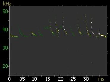 Beispiel für ein Sonogramm